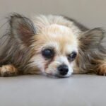 Envelhecimento de pets requer acompanhamento e cuidado preventivo