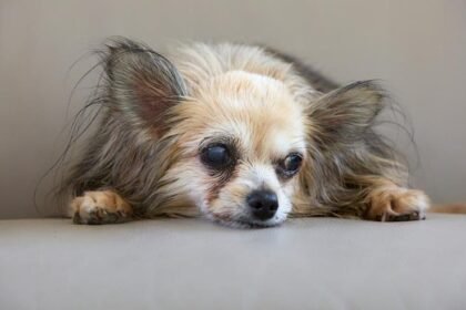Envelhecimento de pets requer acompanhamento e cuidado preventivo