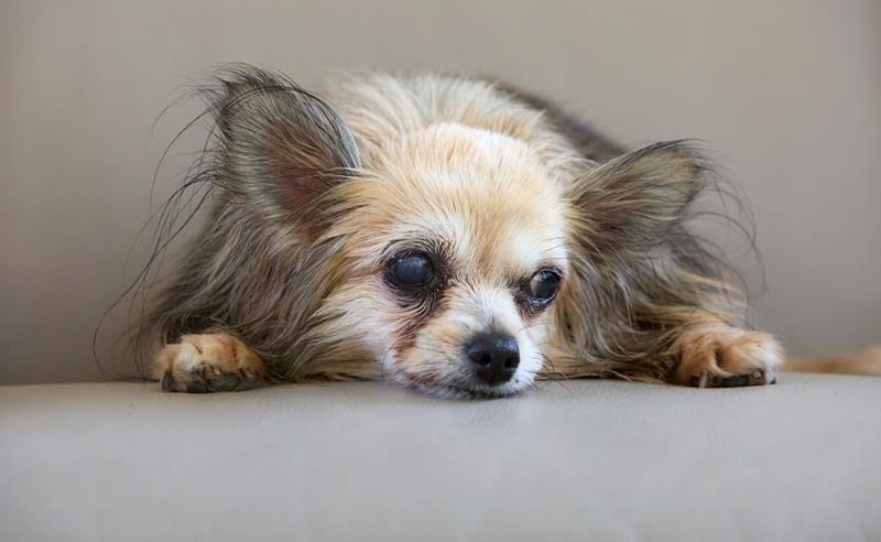Envelhecimento de pets requer acompanhamento e cuidado preventivo